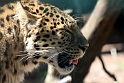 amurleopard IMG_5412